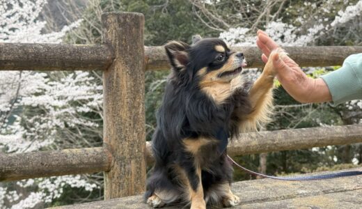 犬のしつけ教室の預かり訓練とは？利用のタイミングや預ける期間、注意点も解説