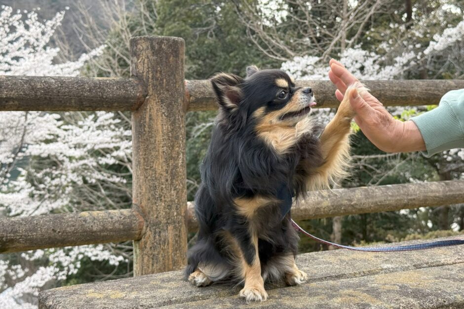 犬のしつけ教室の預かり訓練とは？利用のタイミングや預ける期間、注意点も解説