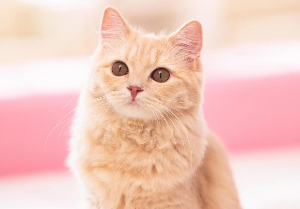 猫が食欲旺盛になったときに考えられること