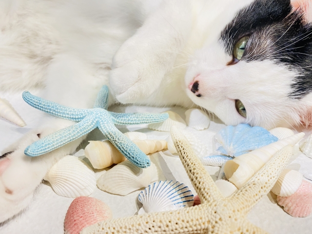 猫が耳を痒がる原因