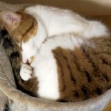 猫が寝過ぎるのはなぜ？猫の睡眠時間や考えられる病気、注意点を解説