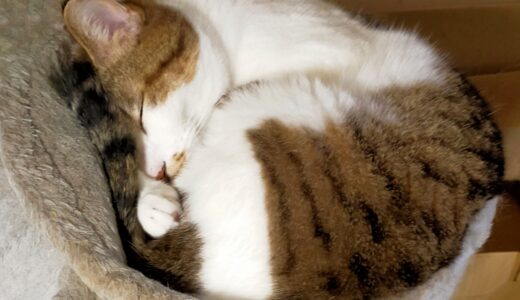 猫が寝過ぎるのはなぜ？猫の睡眠時間や考えられる病気、注意点を解説