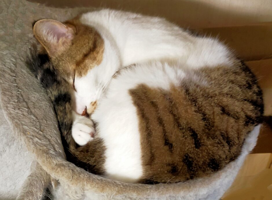 猫が寝過ぎるのはなぜ？猫の睡眠時間や考えられる病気、注意点を解説