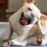 犬が耳をかくのはなぜ？考えられる原因や動物病院を受診の目安などを解説