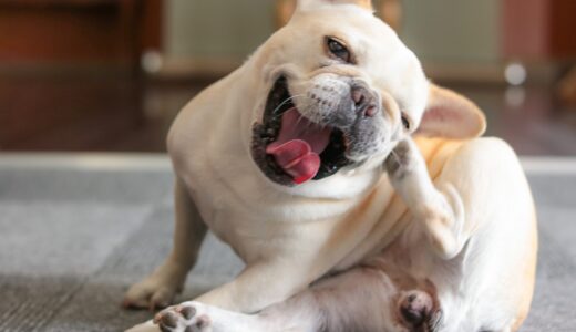 犬が耳をかくのはなぜ？考えられる原因や動物病院を受診の目安などを解説