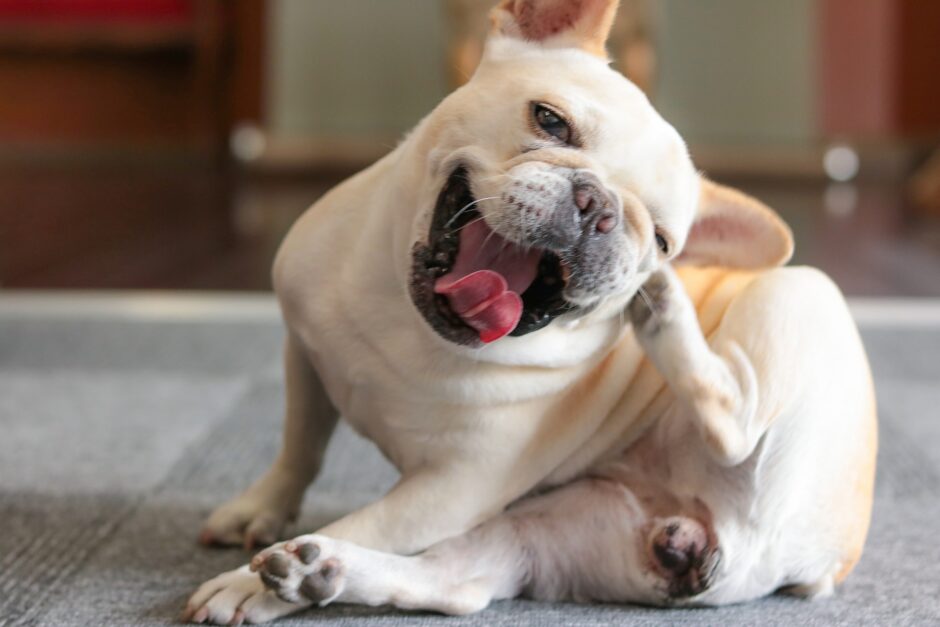 犬が耳をかくのはなぜ？考えられる原因や動物病院を受診の目安などを解説