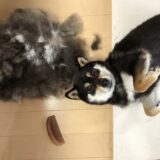 犬の毛が抜けるのはなぜ？生え変わりの頻度や動物病院を受診すべき抜け毛の症状などを解説