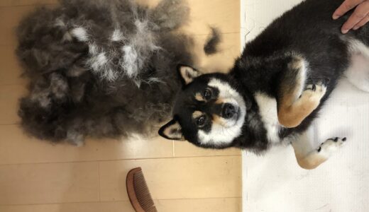 犬の毛が抜けるのはなぜ？生え変わりの頻度や動物病院を受診すべき抜け毛の症状などを解説