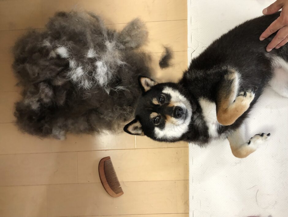 犬の毛が抜けるのはなぜ？生え変わりの頻度や動物病院を受診すべき抜け毛の症状などを解説
