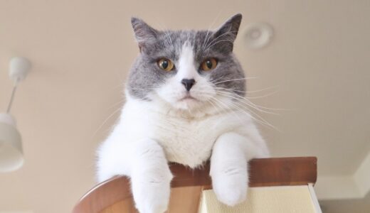 猫も白内障になる？原因や発症しやすいタイミング、治療方法などを解説