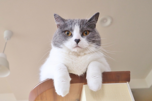 猫も白内障になる？原因や発症しやすいタイミング、治療方法などを解説