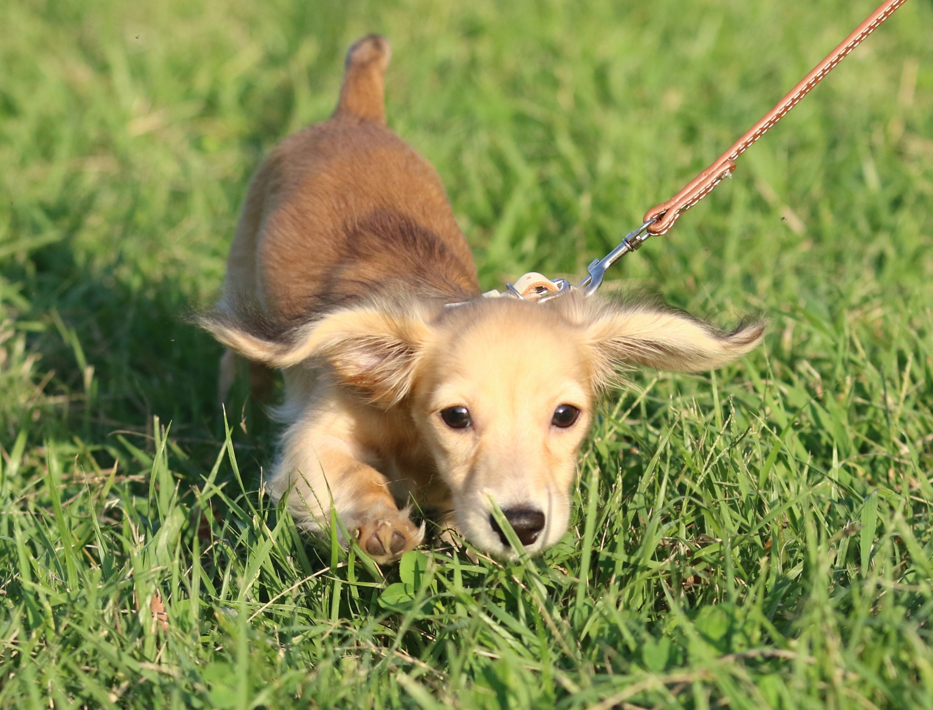 芝生の上を走る子犬