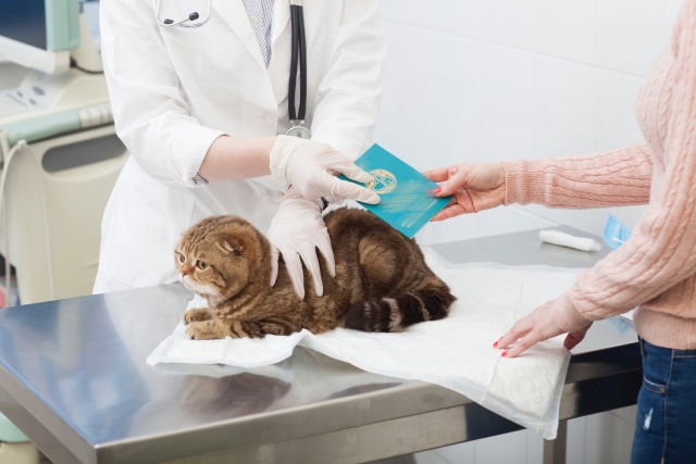 猫の心臓肥大とは