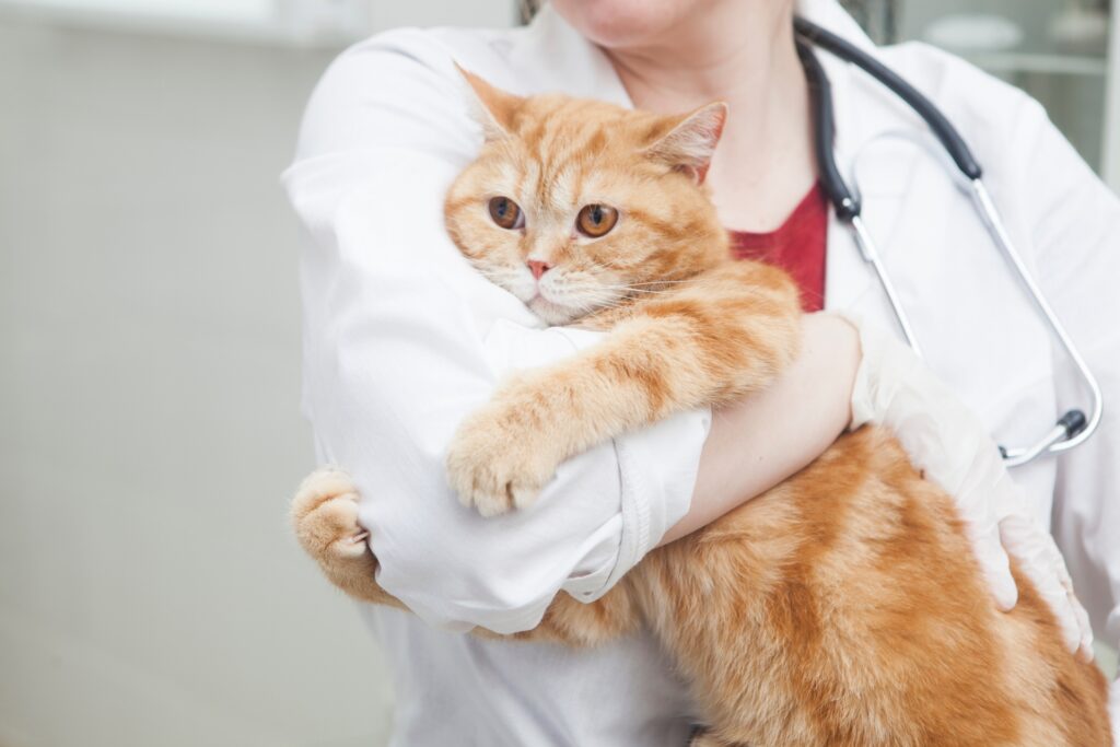 猫を動物病院に連れて行くとストレスがかかる?