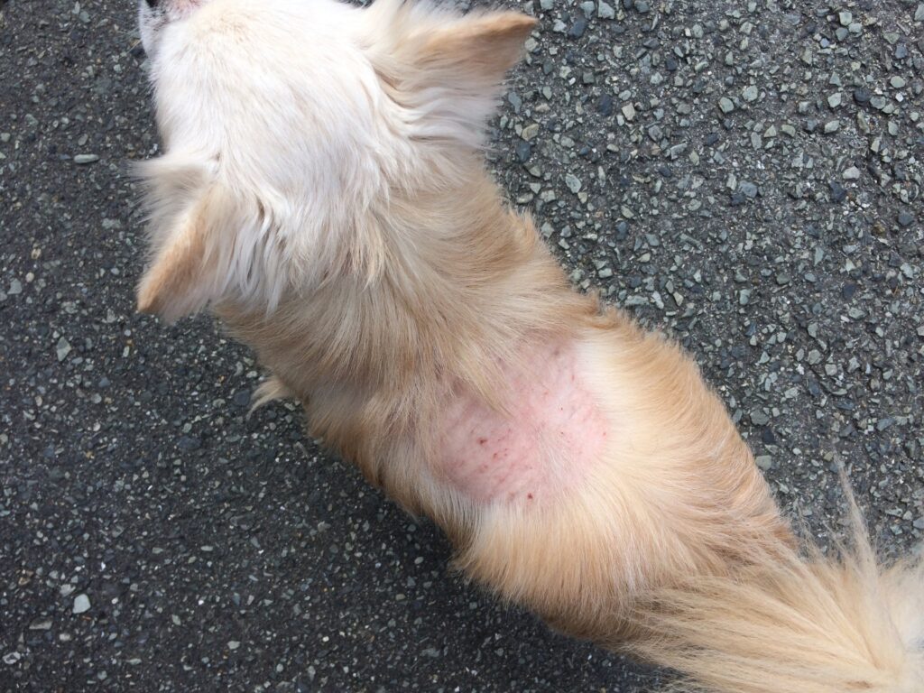 犬の皮膚炎の主な症状