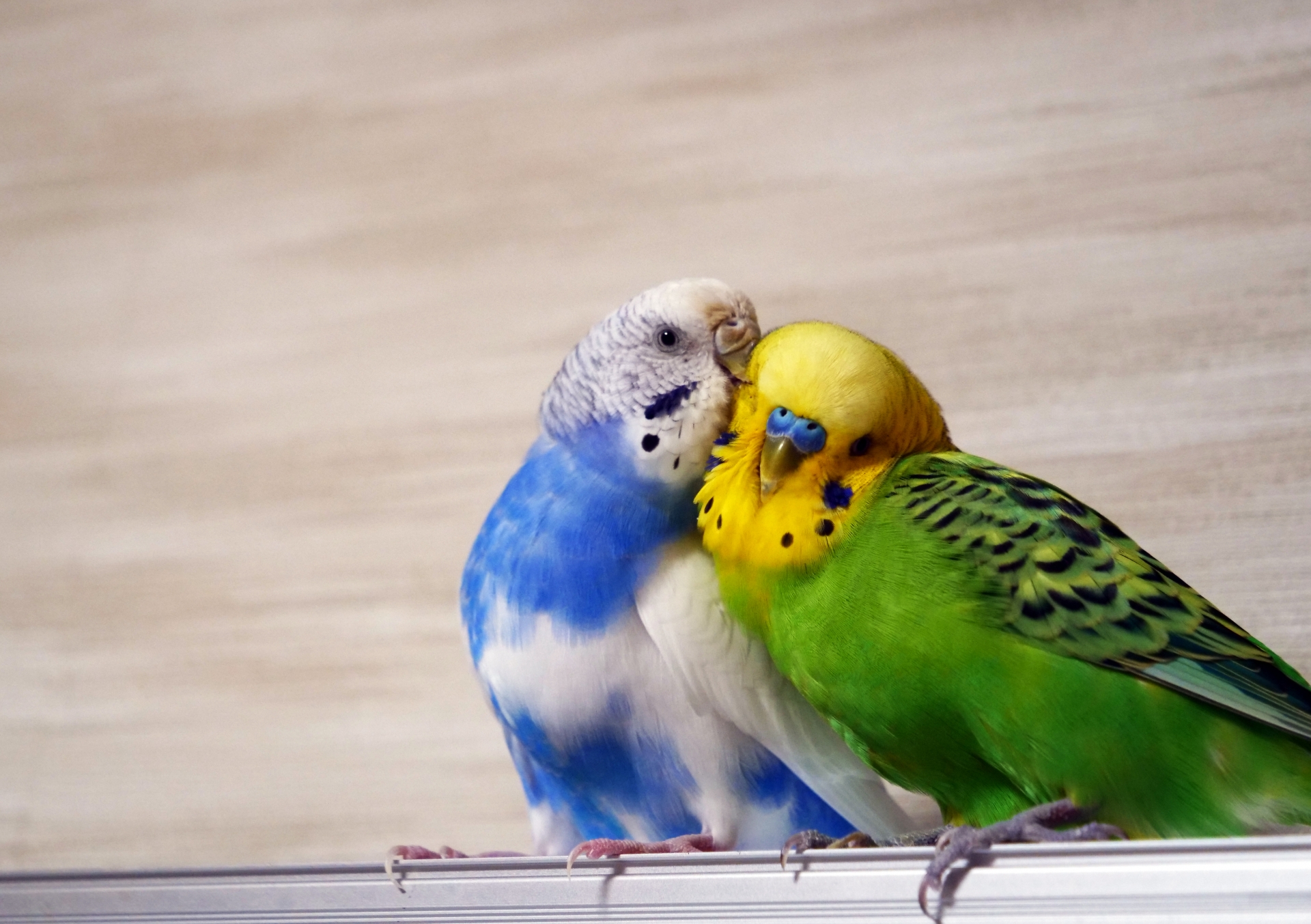 寄り添う2羽のセキセイインコ