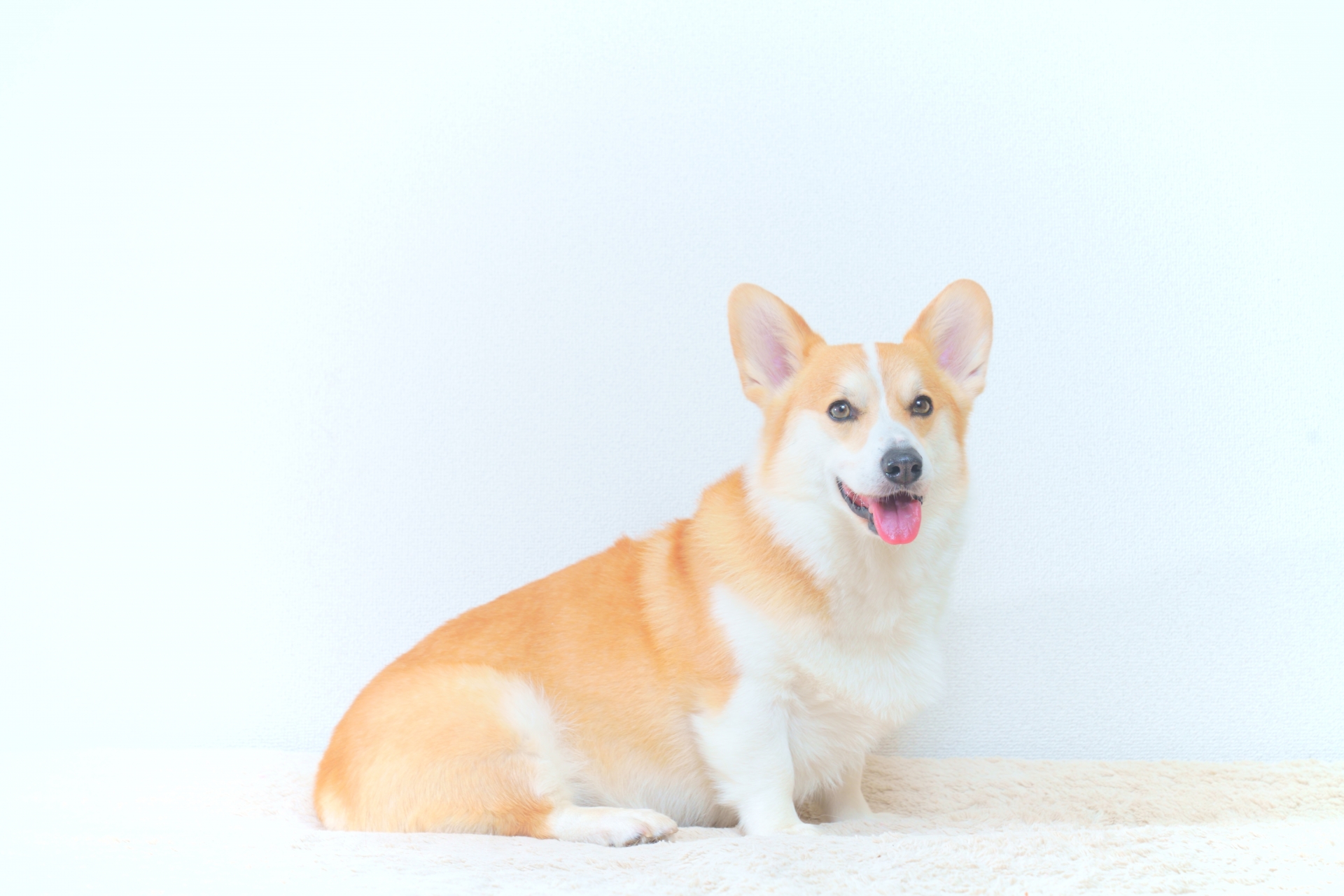 コーギー