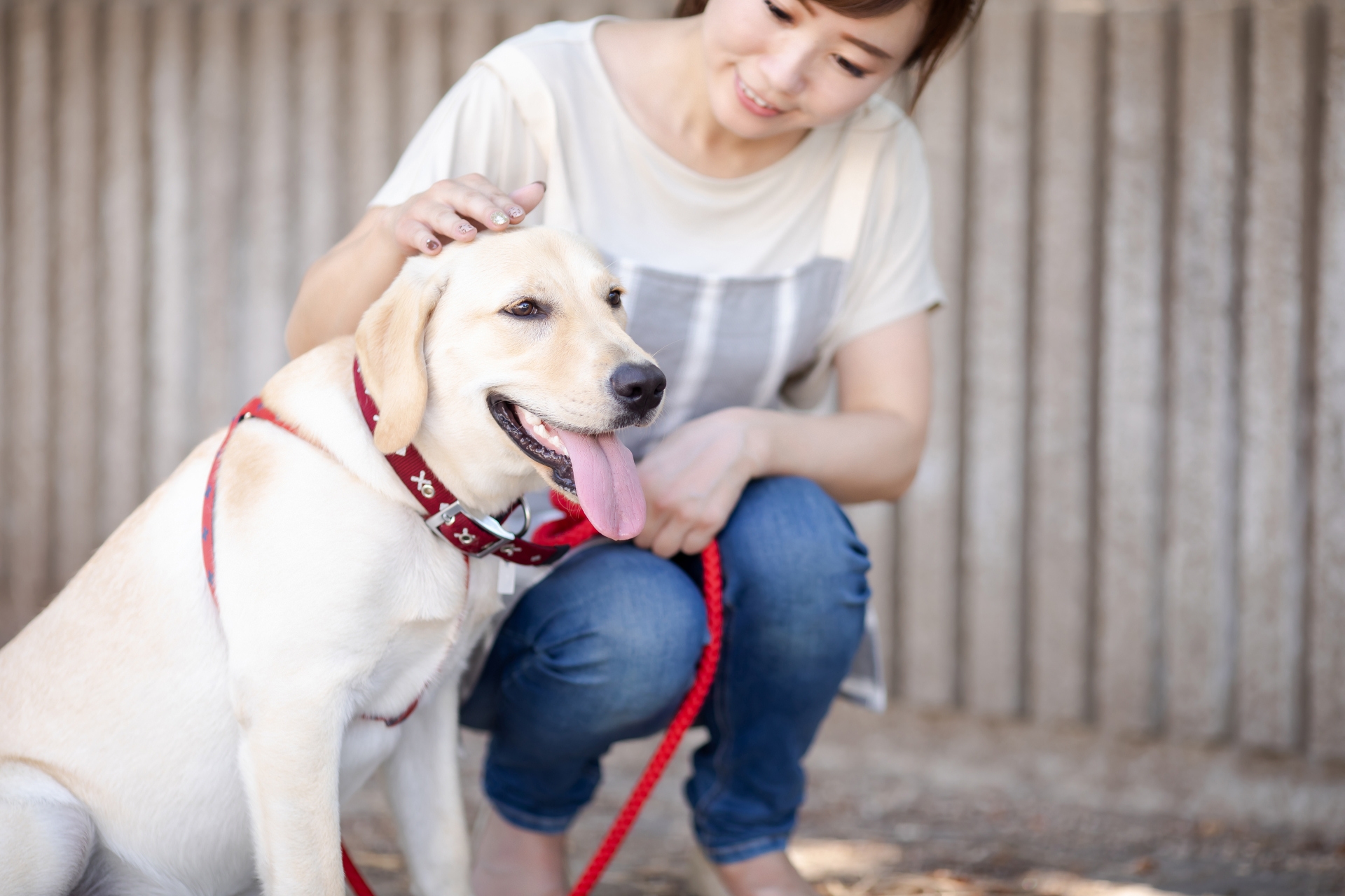 飼い主と散歩する犬