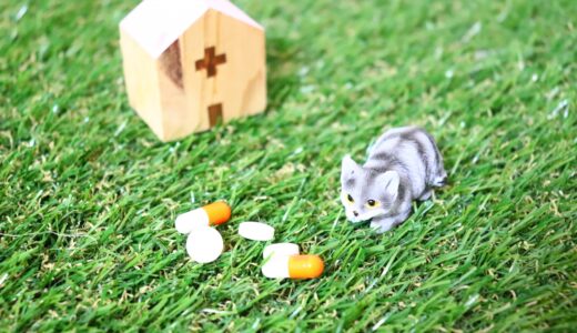 動物病院のリードなし受診はNG？事故なく受診するための基本マナーを解説