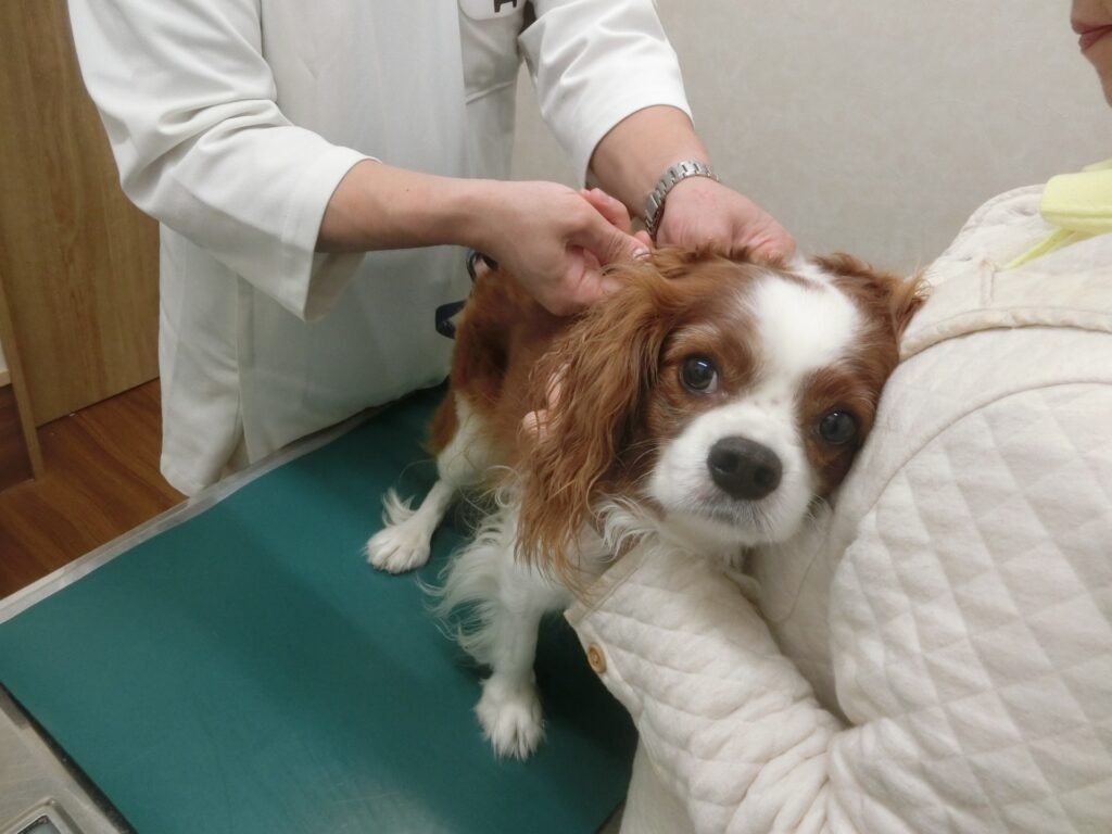 動物病院で血液型検査が必要になるケース