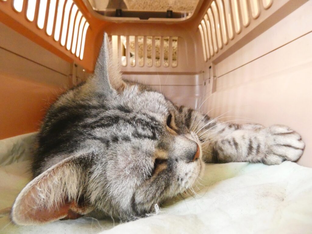 猫の呼吸で大きくお腹が動くときに考えられること
