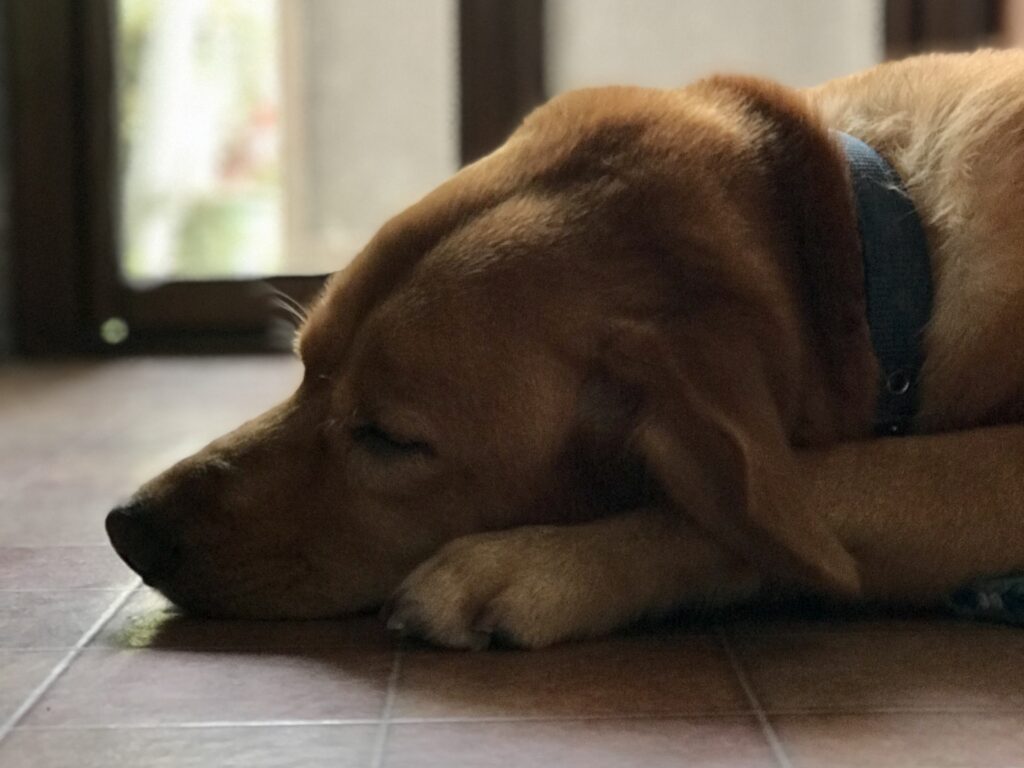 犬のくしゃみと鼻血から考えられる病気