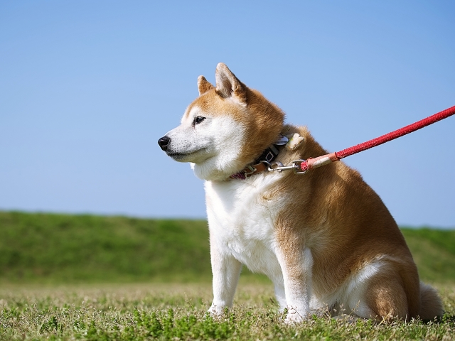 犬のアトピー性皮膚炎の症状