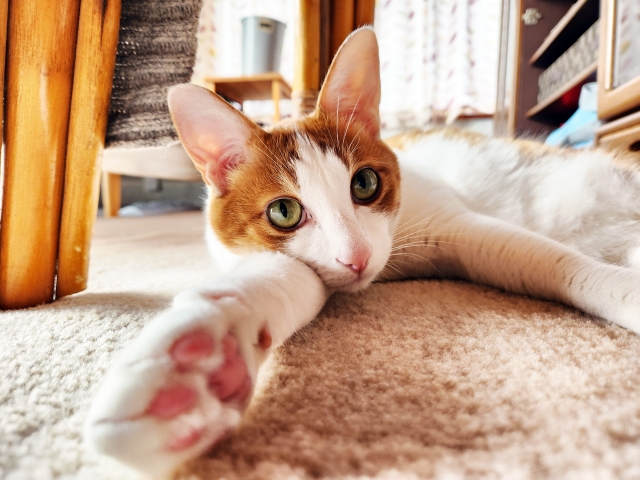 猫の白内障に対する治療方法