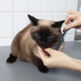 猫にトリミングが必要な理由｜メニューや費用相場、注意点も解説