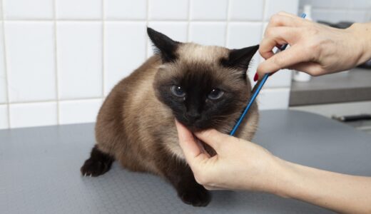 猫にトリミングが必要な理由｜メニューや費用相場、注意点も解説