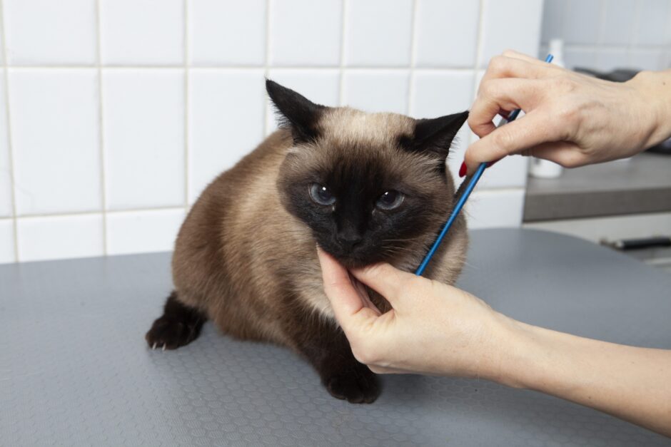 猫にトリミングが必要な理由｜メニューや費用相場、注意点も解説
