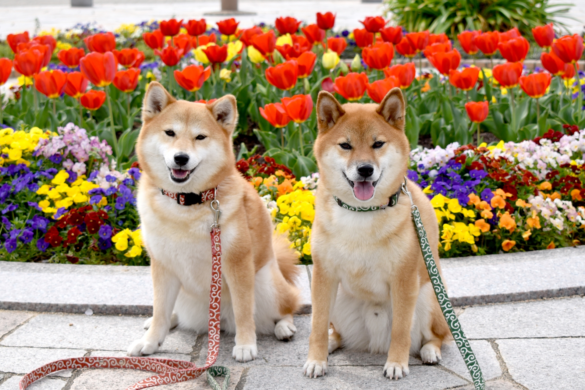 2匹の柴犬