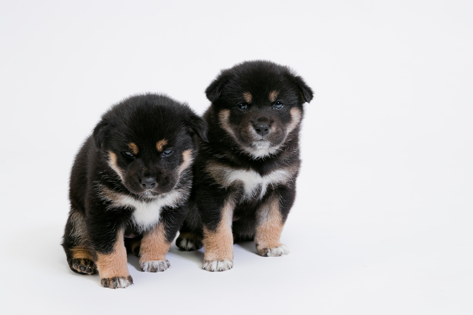 子犬
