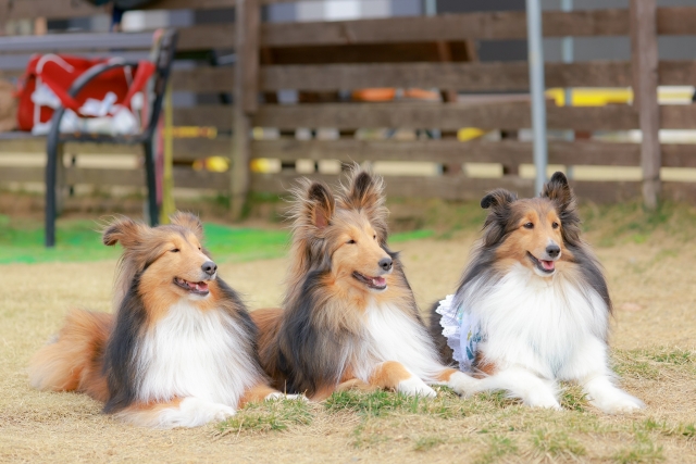 犬の心臓病の種類