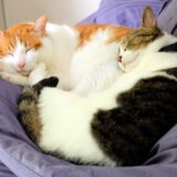 猫がいびきをかく原因は？動物病院を受診する目安や改善方法を解説