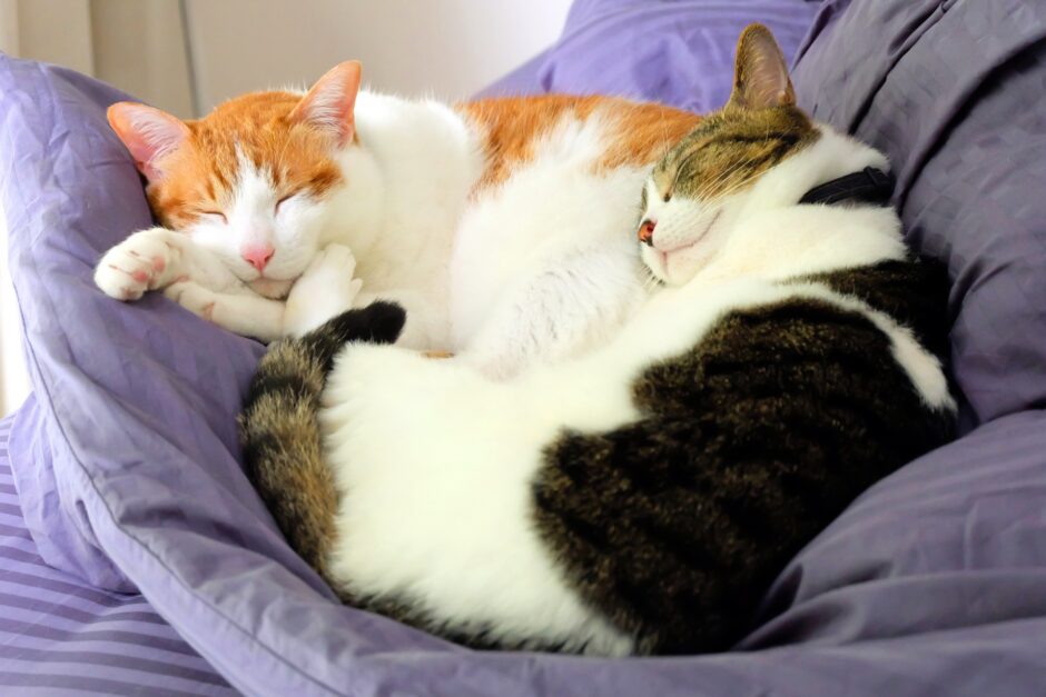 猫がいびきをかく原因は？動物病院を受診する目安や改善方法を解説