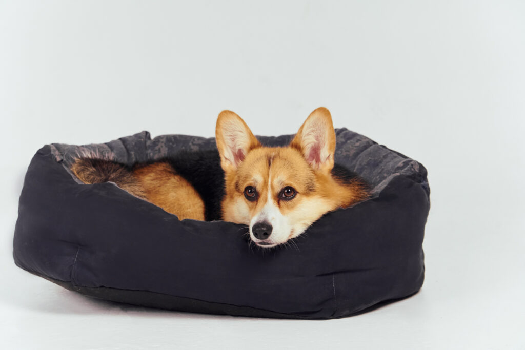 囲いに入る犬