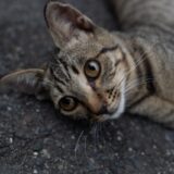 猫の心臓肥大とは？症状や方法、ステージごとの治療方法を解説