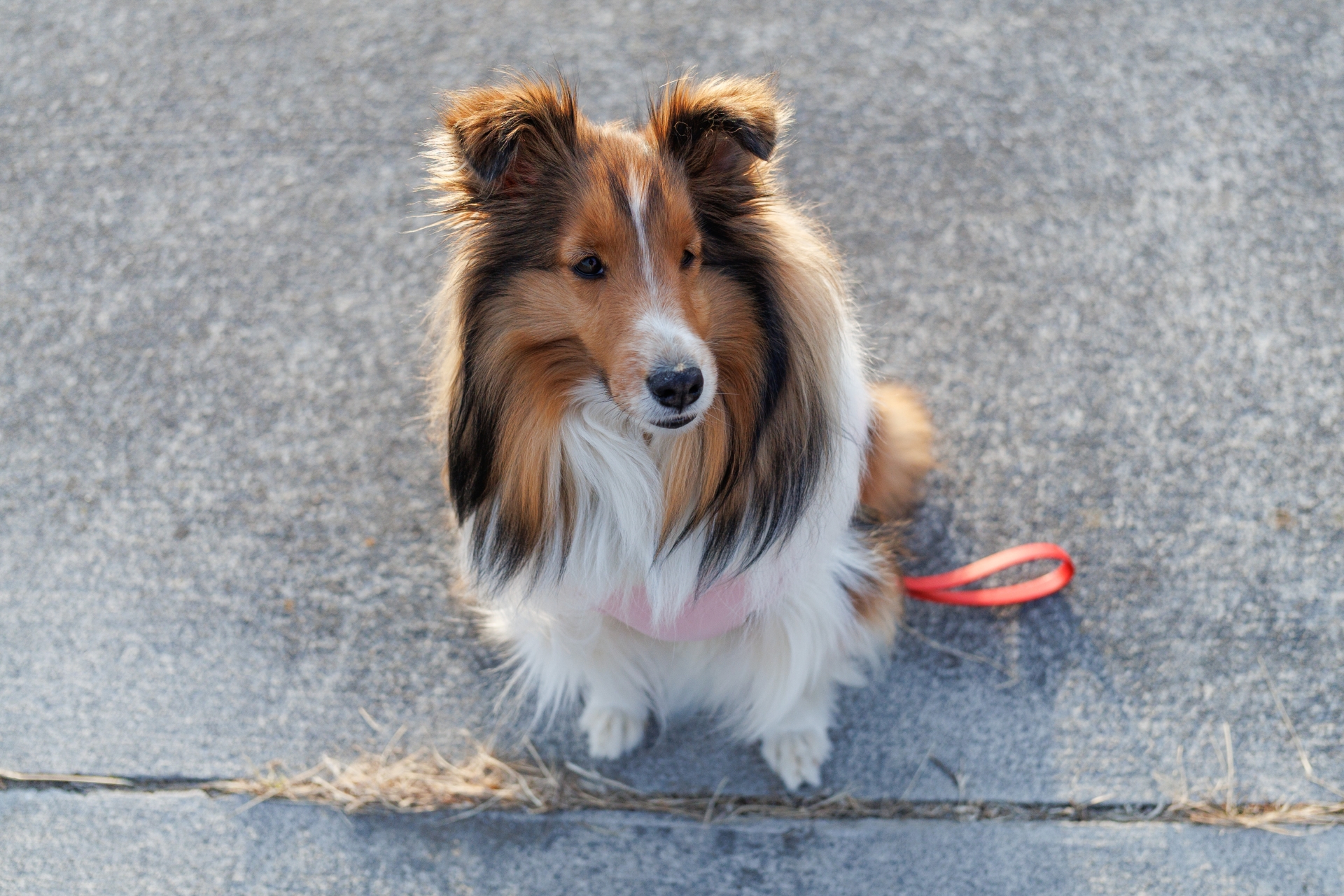 おすわりをする犬