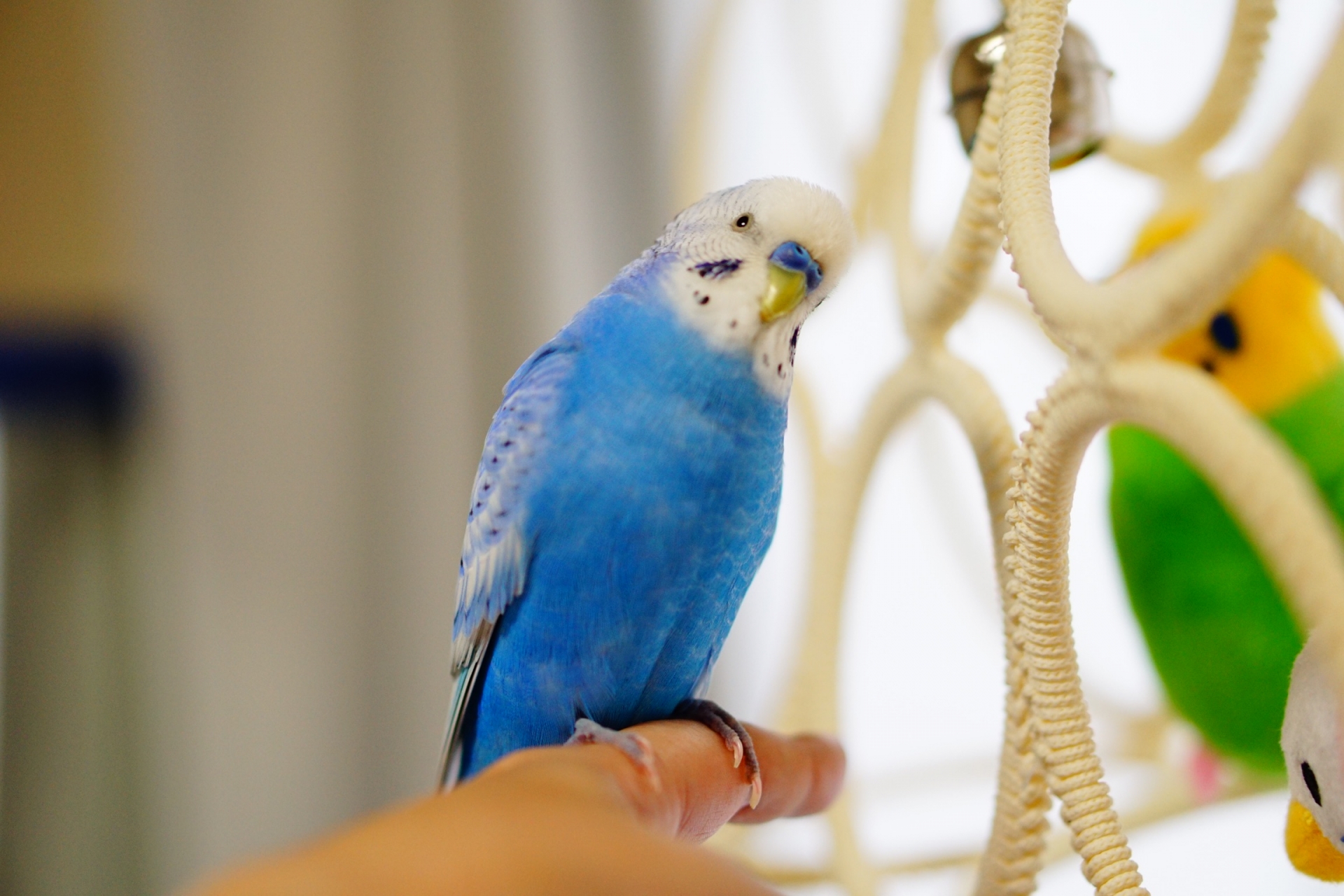 首をかしげるセキセイインコ