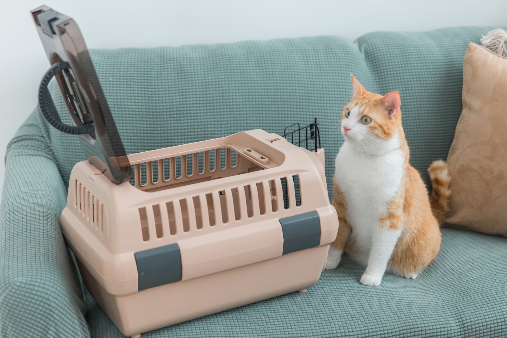 キャリーバッグに入って遊ぶ猫