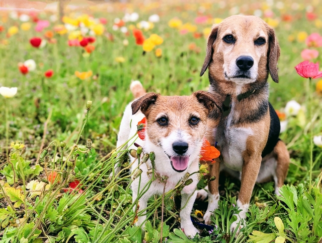 犬の鼻づまりの原因とは