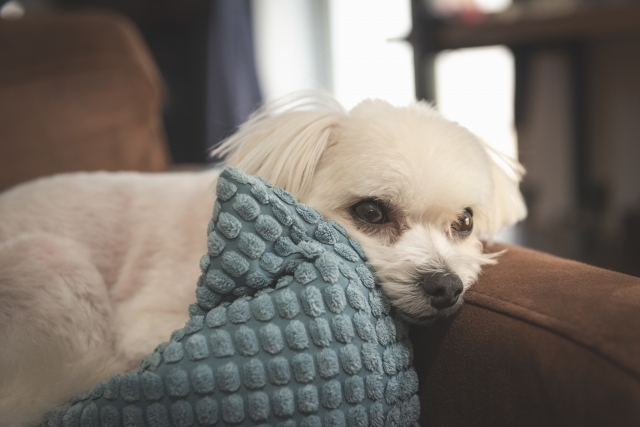 犬のアトピー性皮膚炎の原因
