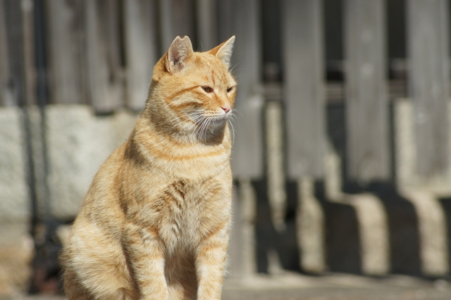 白内障で見られる主な症状