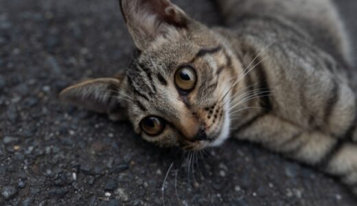 猫の心臓肥大とは？症状や方法、ステージごとの治療方法を解説
