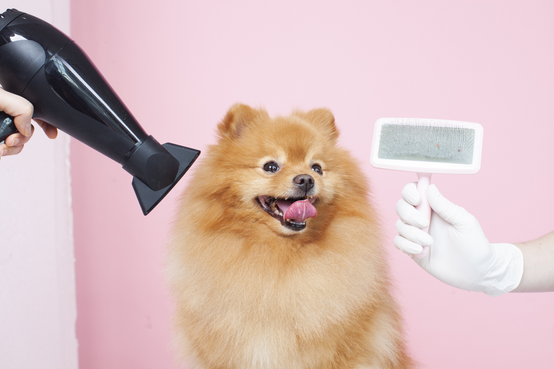 ドライヤーを持つ人と犬