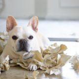 犬のしつけ教室は何歳まで利用できる？効果的な利用方法や適切なタイミングも