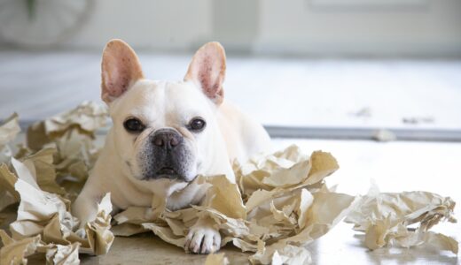 犬のしつけ教室は何歳まで利用できる？効果的な利用方法や適切なタイミングも