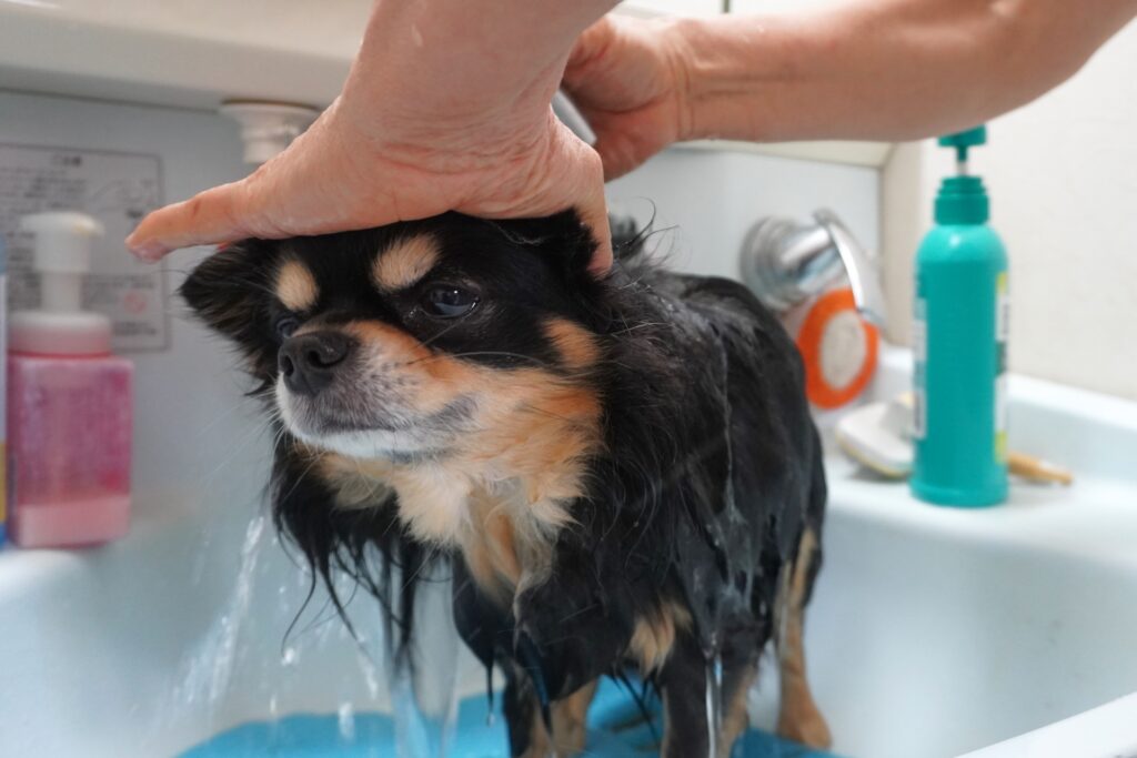 気持ちの良さそうな犬