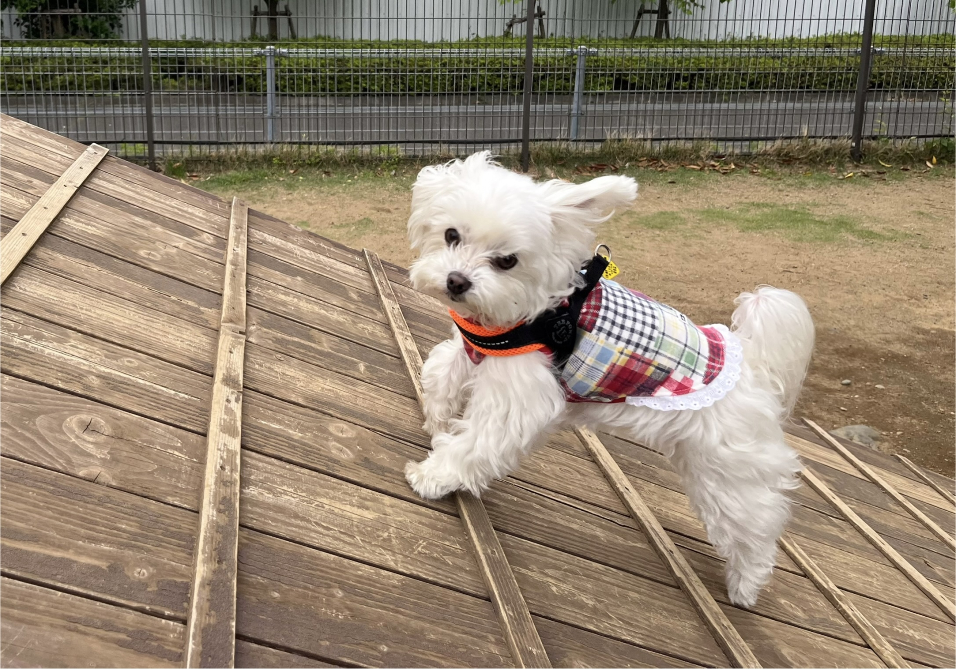 ドッグランで遊ぶ犬